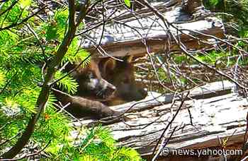 Trump administration lifts federal protections for gray wolf