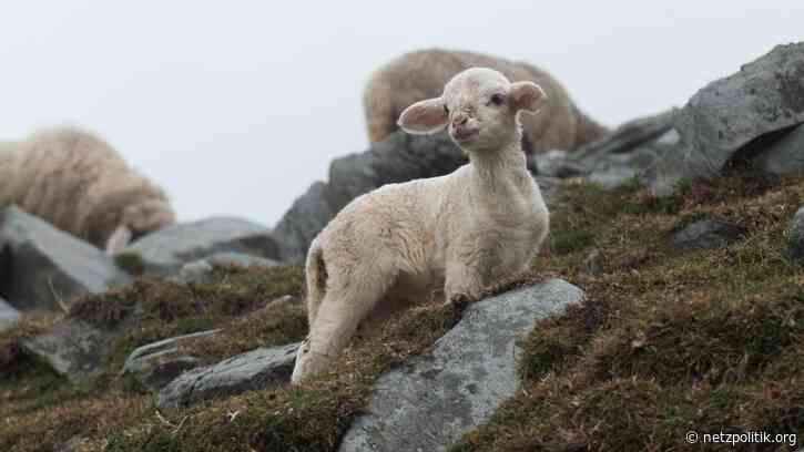 Wochenrückblick KW 44: Eine strategische Meisterleistung von Google, Rechtsruck bei Facebook