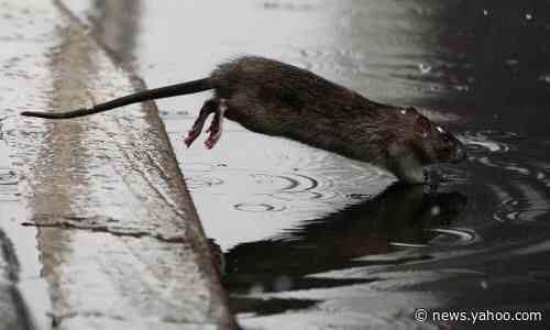 'He couldn't move': New York City man falls into sinkhole full of rats