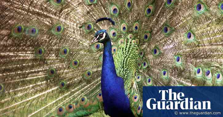 'No predators, plenty to eat': New Zealand struggles with plague of peacocks