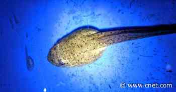 How a giant tadpole brought out my inner warrior     - CNET