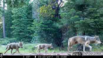 Trump administration removes gray wolves from federal Endangered Species Act protection
