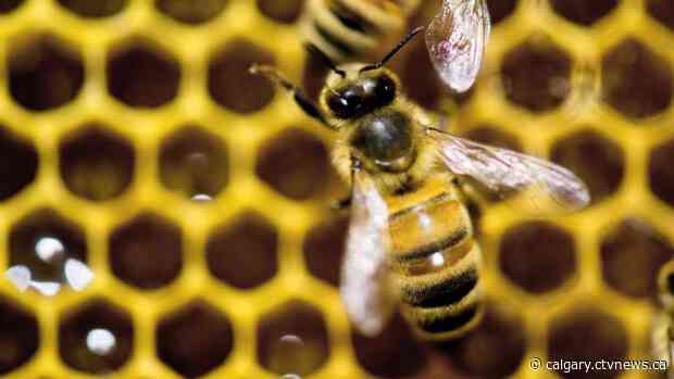 Alberta beekeepers get help to buy new queens