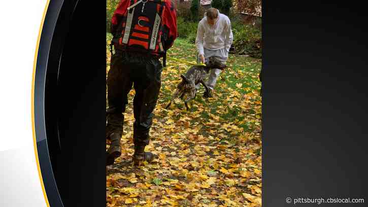 Dog Rescued After Falling 50 Feet Over Cliff, And Into Brush Creek