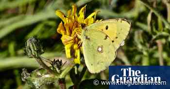 Butterflywatch: is UK experiencing a clouded yellow autumn?