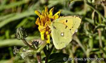 Butterflywatch: is UK experiencing a clouded yellow autumn?