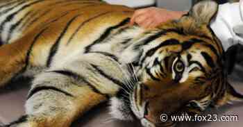 Coronavirus: 11-year-old tiger at Zoo Knoxville tests positive - KOKI FOX 23