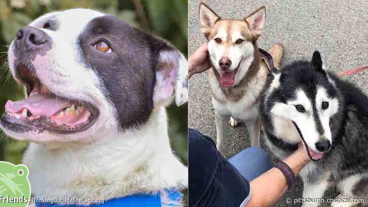 Furry Tails: Petey And Bonded Pair Piyup & Petie Are Waiting For Forever Homes