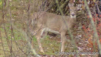 Pa. Game Commission Warning Drivers To Look Out For Deer
