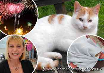 Owner's plea after her cat died after firework scare