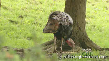 Fall Turkey Hunting Season Set To Begin In Pa.
