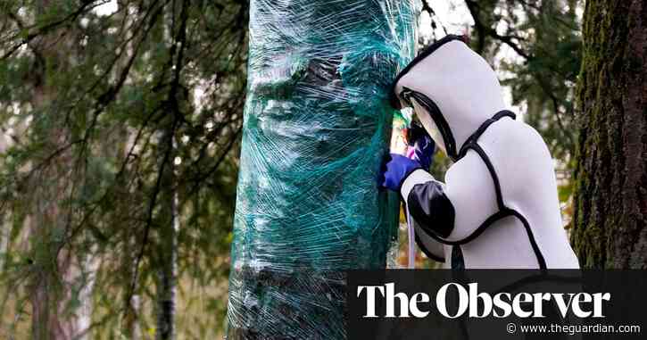 'They give me the willies': scientist who vacuumed murder hornets braces for fight