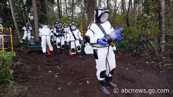 Scientists continue search for murder hornet nests