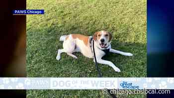 PAWS Dog Of The Week: Bruno - CBS Chicago