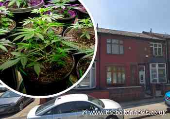 Cannabis plants found packed into terraced house - The Bolton News