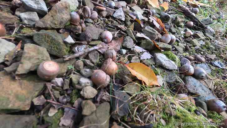 Hey Ray! More Acorns Falling From Trees This Year