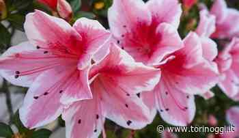 L'erba non è sempre innocua come sembra - TorinOggi.it