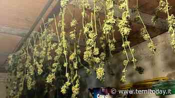 Coltivava l'erba per il figlio. Patteggiamento per il padre del 28enne consumatore della "maria" - TerniToday