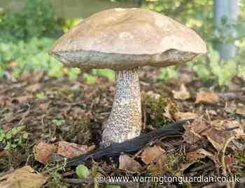 In pictures: Warrington Guardian Camera Club share lovely autumn snaps