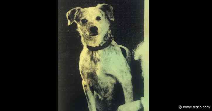 Brodi Ashton: My dog should be president