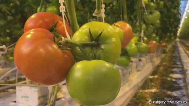 Medicine Hat, Alta. greenhouse takes 'small step' for produce with new packaging