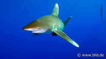 Ägypten: Hai-Attacke im Roten Meer vor Scharm el-Scheich - BILD