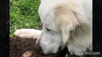 Lovefest Between Dog and Gopher in San Francisco