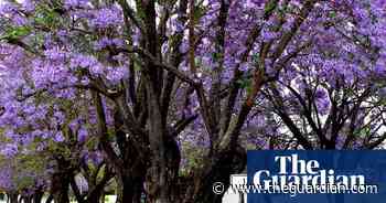 Jacaranda trees in bloom: photographs from Guardian Australia readers