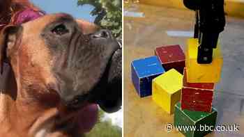 Dog training technique helps robot learn and other news