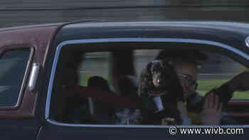 Some of Buffalo's best furry friends got a chance to show some Halloween spirit