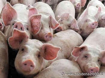 Modena: fino al 31 marzo 2021 consentita la macellazione dei suini ad uso familiare - Modena 2000