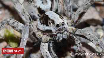 Great fox-spider rediscovered on MoD land in Surrey