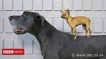 Dogs are humans' oldest companions, DNA shows