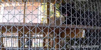 Leopard mauls man who paid $150 for ‘full contact’ experience