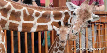 Azizi, calf of April the giraffe, dies of ‘entirely unexpected’ condition