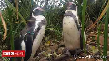 Ex-zoo worker jailed over penguins and rare birds theft