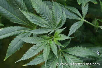 Decision on medical marijuana suit in judge's hands - Jefferson City News Tribune