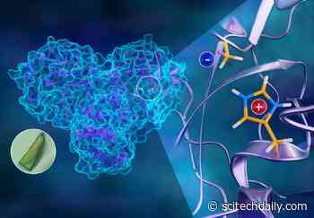 How Coronavirus Can Be Stopped: 3D Atomic Map of COVID-19’s Viral Replication Mechanism