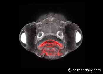 Pituitary Puzzle Gets a New Piece: Insights Into Century-Old Controversy Revise Evolutionary History