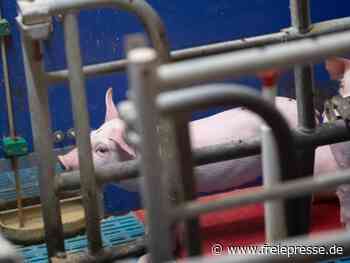 Zweites Bundesland betroffen: Schweinepest auch in Sachsen - Freie Presse