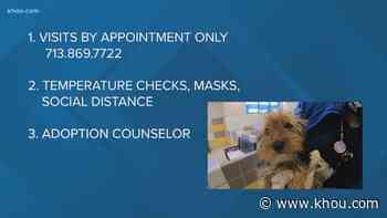 Calling all pet lovers! Houston SPCA adoption center reopens Monday to the public - KHOU.com