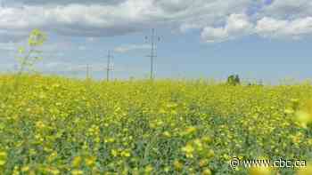 The canola field view: Voting in a culture of denial