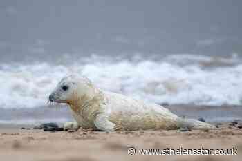 Lockdown risks safety of Norfolk seal pups, charity warns - St Helens Star
