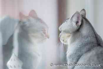 PDSA vet advice on keeping pets happy