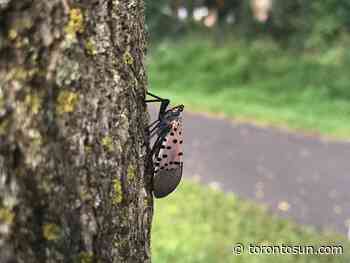 Invasive spotted lanternfly potential risk to Ontario's fruit, wine industries - Toronto Sun