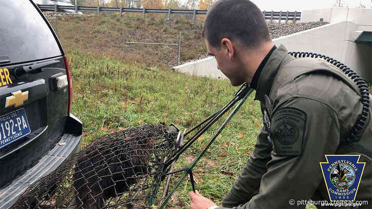Pa. Game Commission Catches Beaver, Relocates It To Establish Wetlands