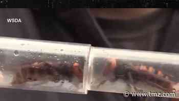 Murder Hornet Queens Captured After Scientists Return to Finish Job