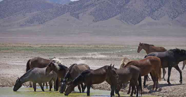 Letter: Amendment E threatens wild horses