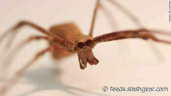 Ogre-faced spiders can hear without ears