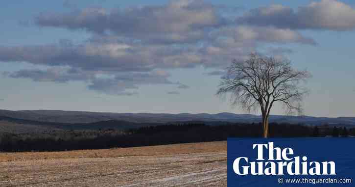 Tree of the week: An American elm that survives all the more safely in its isolation